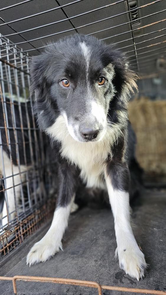 Brock, Adoptable, Adult Male Australian Shepherd.