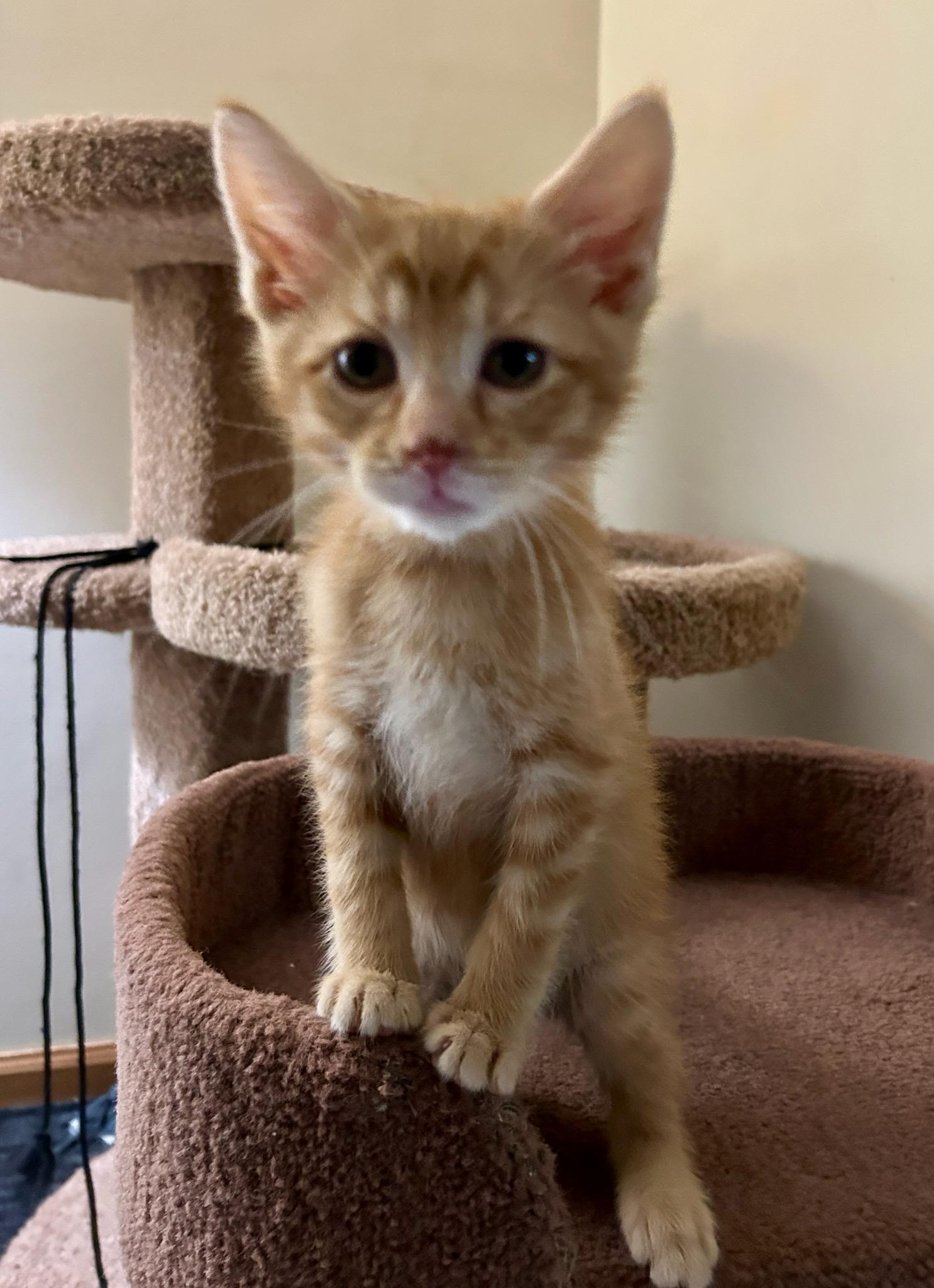 Darryll, an adoptable Domestic Short Hair in Eden Prairie, MN image 3/3