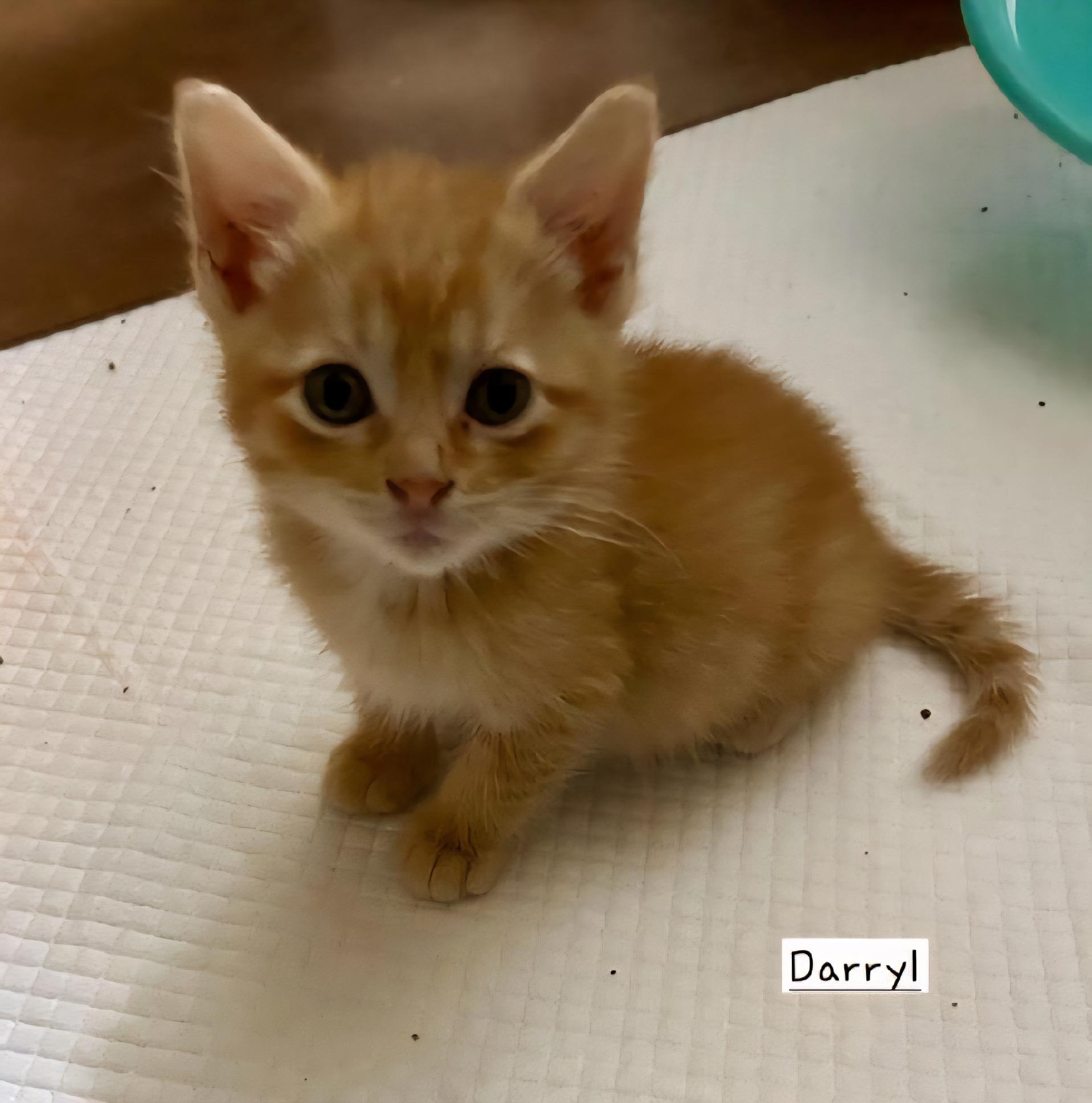 Darryll, an adoptable Domestic Short Hair in Eden Prairie, MN image 2/3