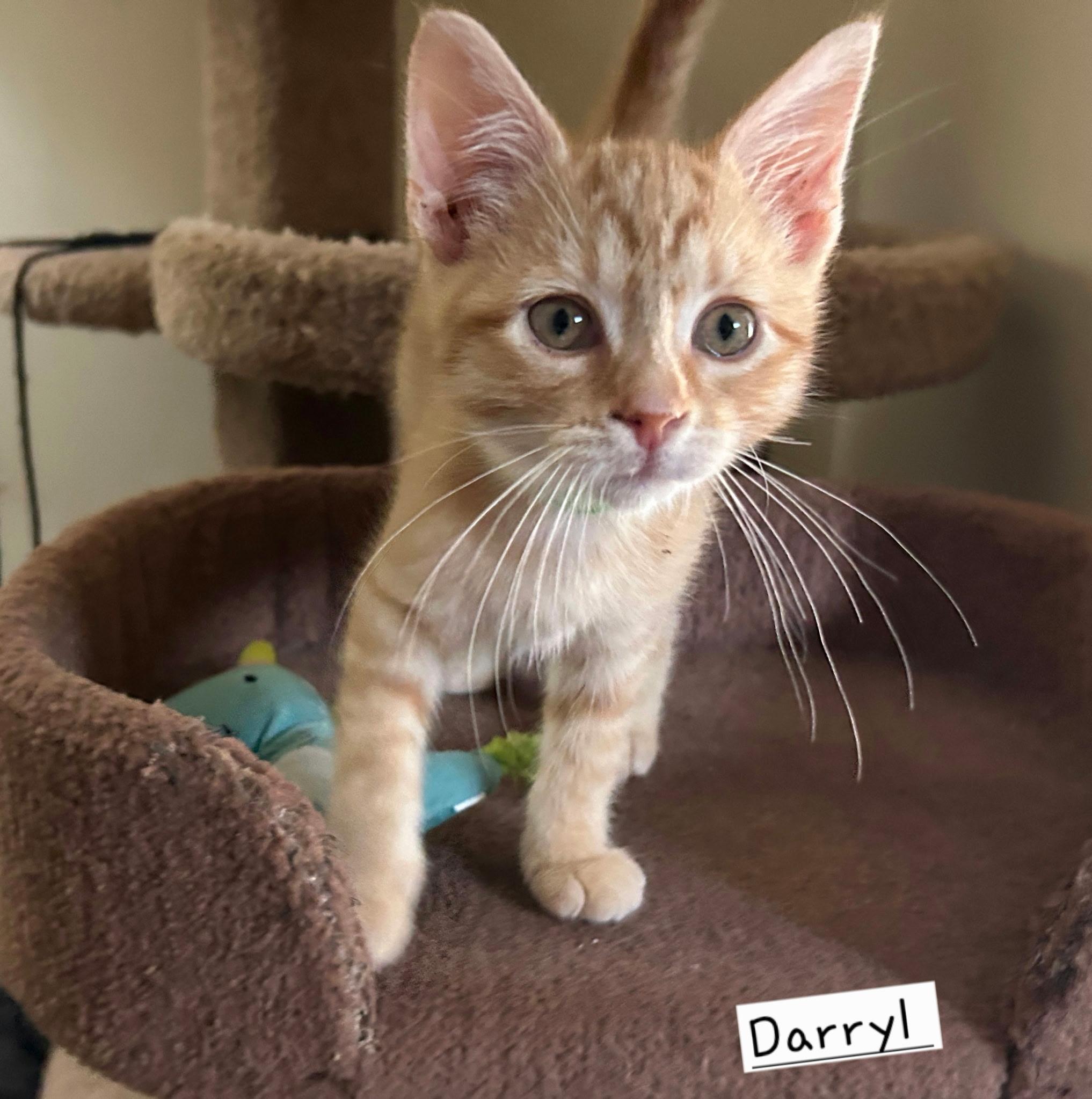 Darryll, adoptable, Kitten Male Domestic Short Hair.