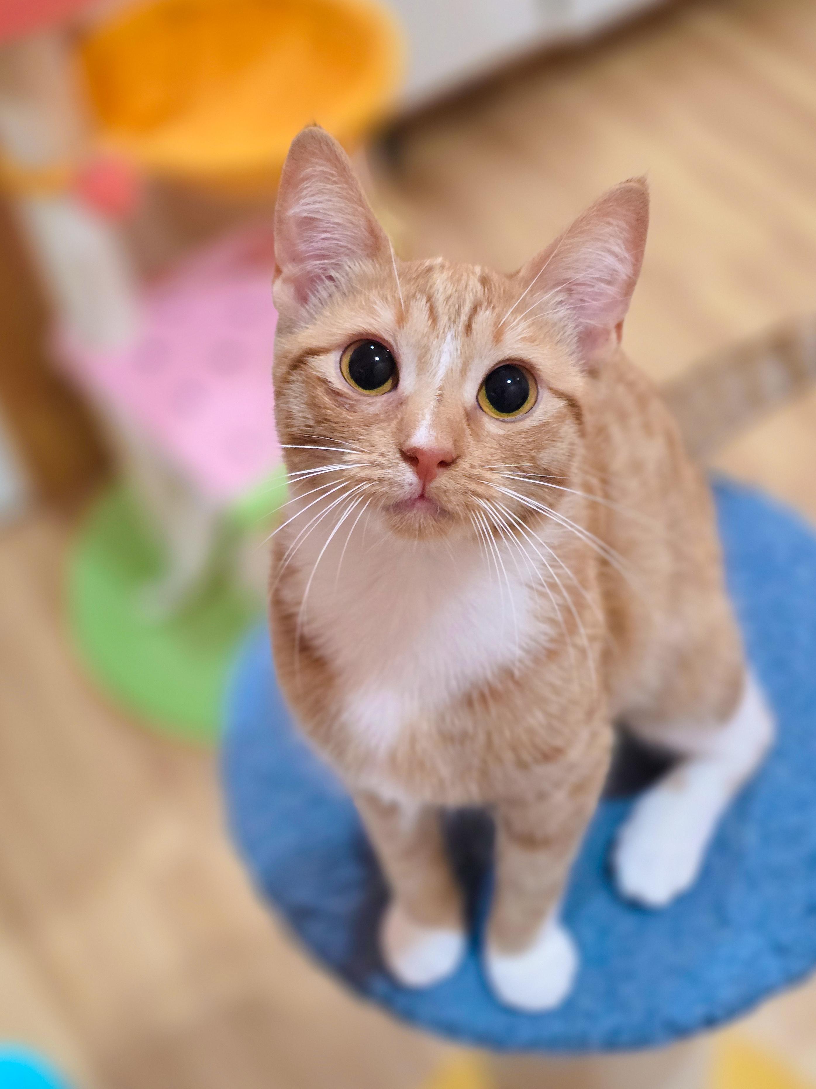 Marmalade, adoptable, Young Female Domestic Short Hair.