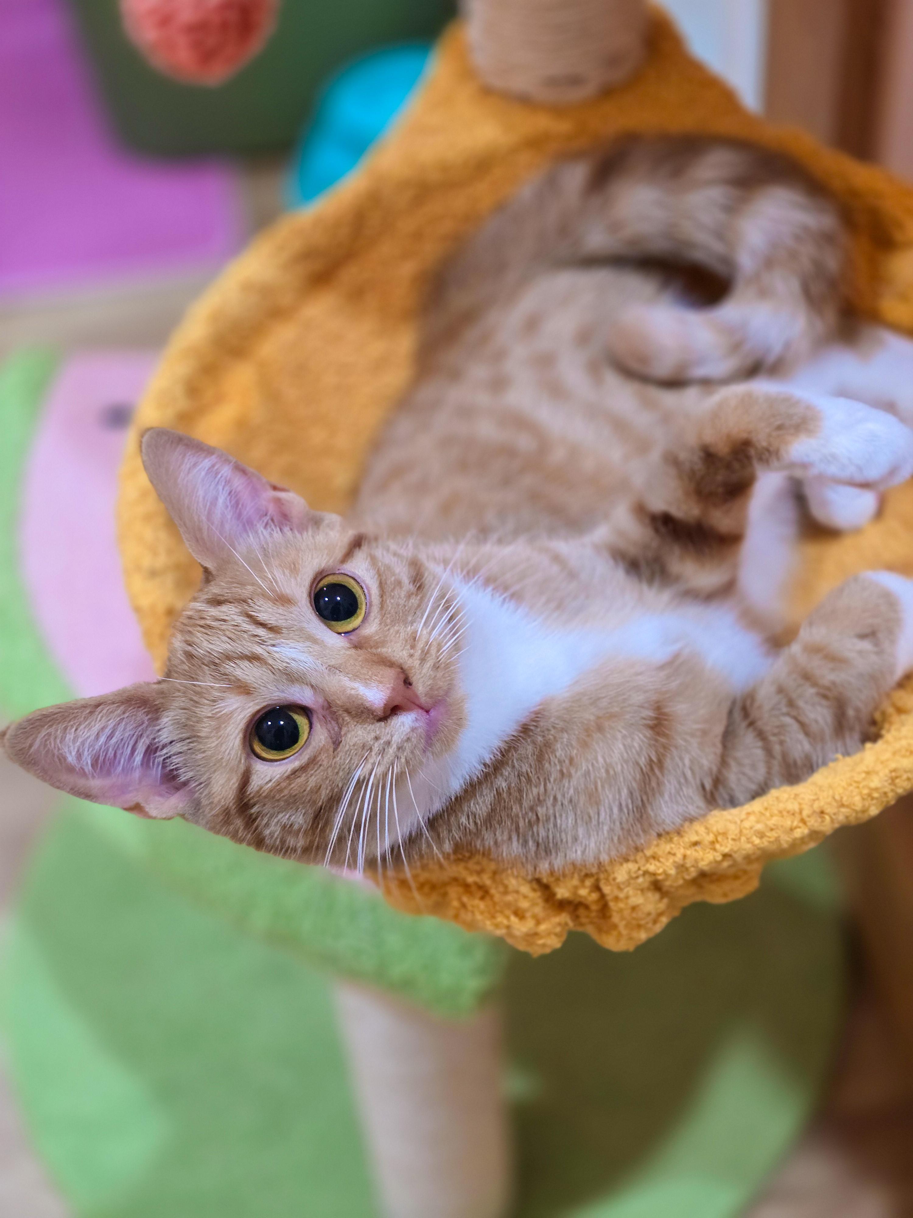 Enlarge Marmalade, an adoptable Domestic Short Hair in Mullica Hill, NJ image 2/3