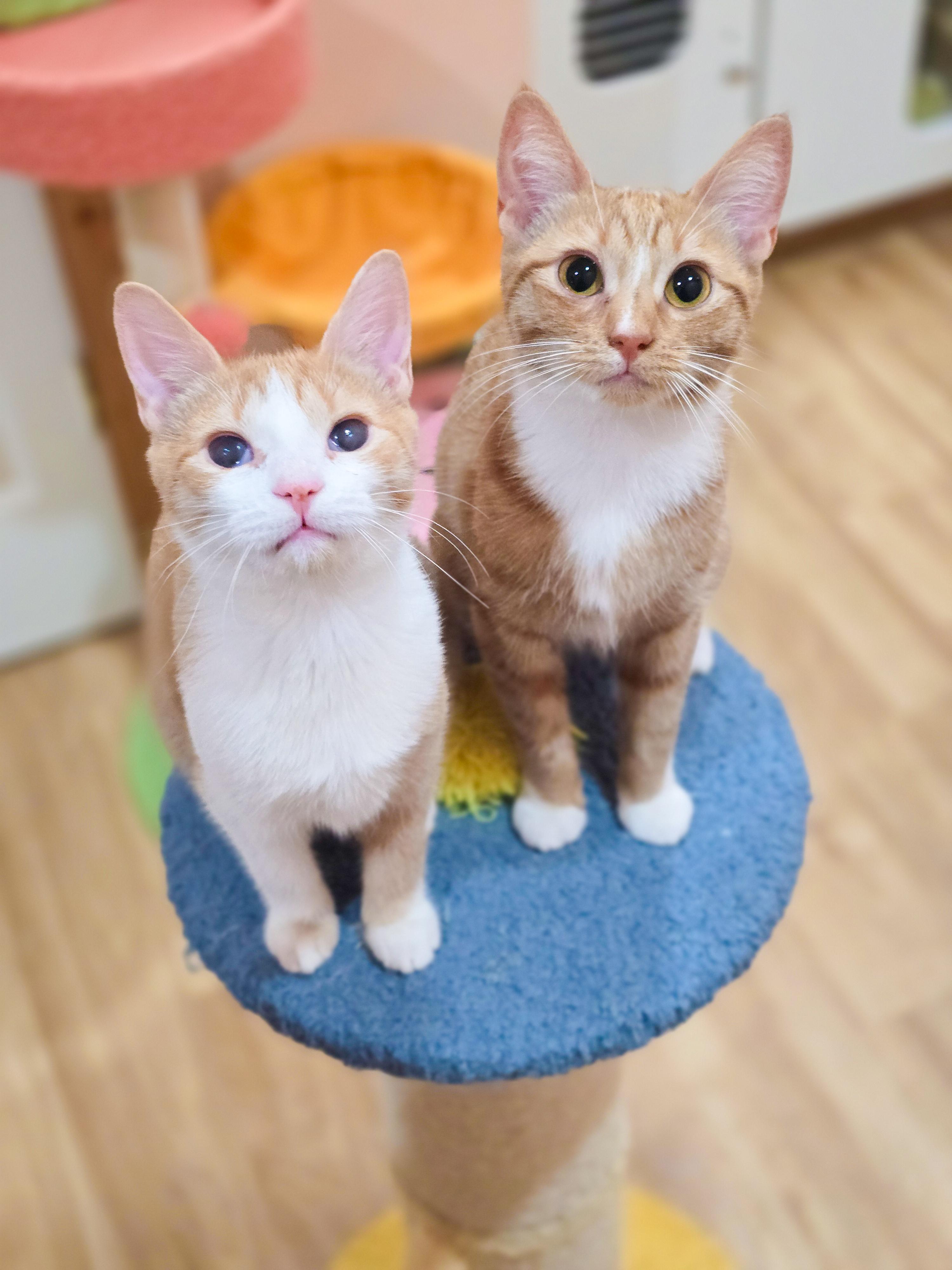 Enlarge Marmalade, an adoptable Domestic Short Hair in Mullica Hill, NJ image 3/3