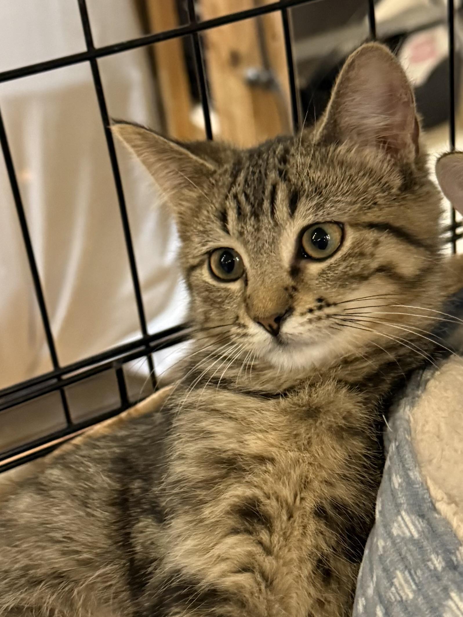 Enlarge SCRABBLE, a Adoptable Tabby in Lake Ozark, MO image 1/1