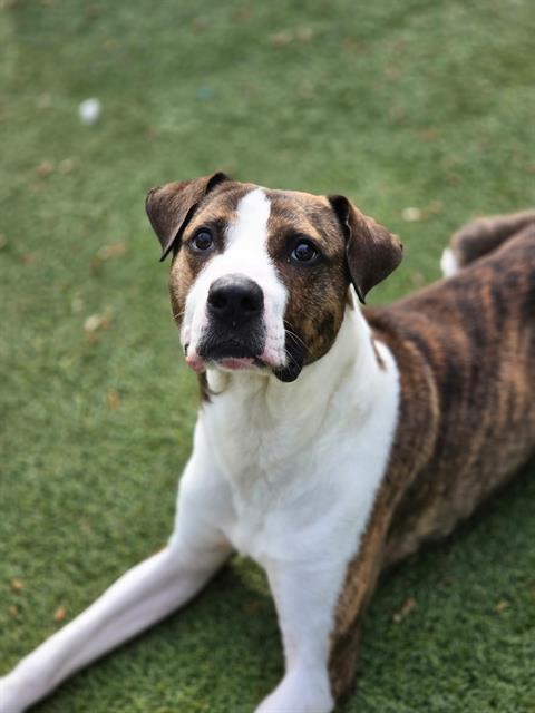 RUBBLE, Adoptable, Adult Male Mixed Breed.