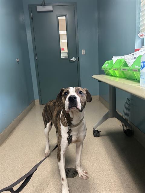 Enlarge RUBBLE, a Adoptable Mixed Breed in Newton, NC image 1/1