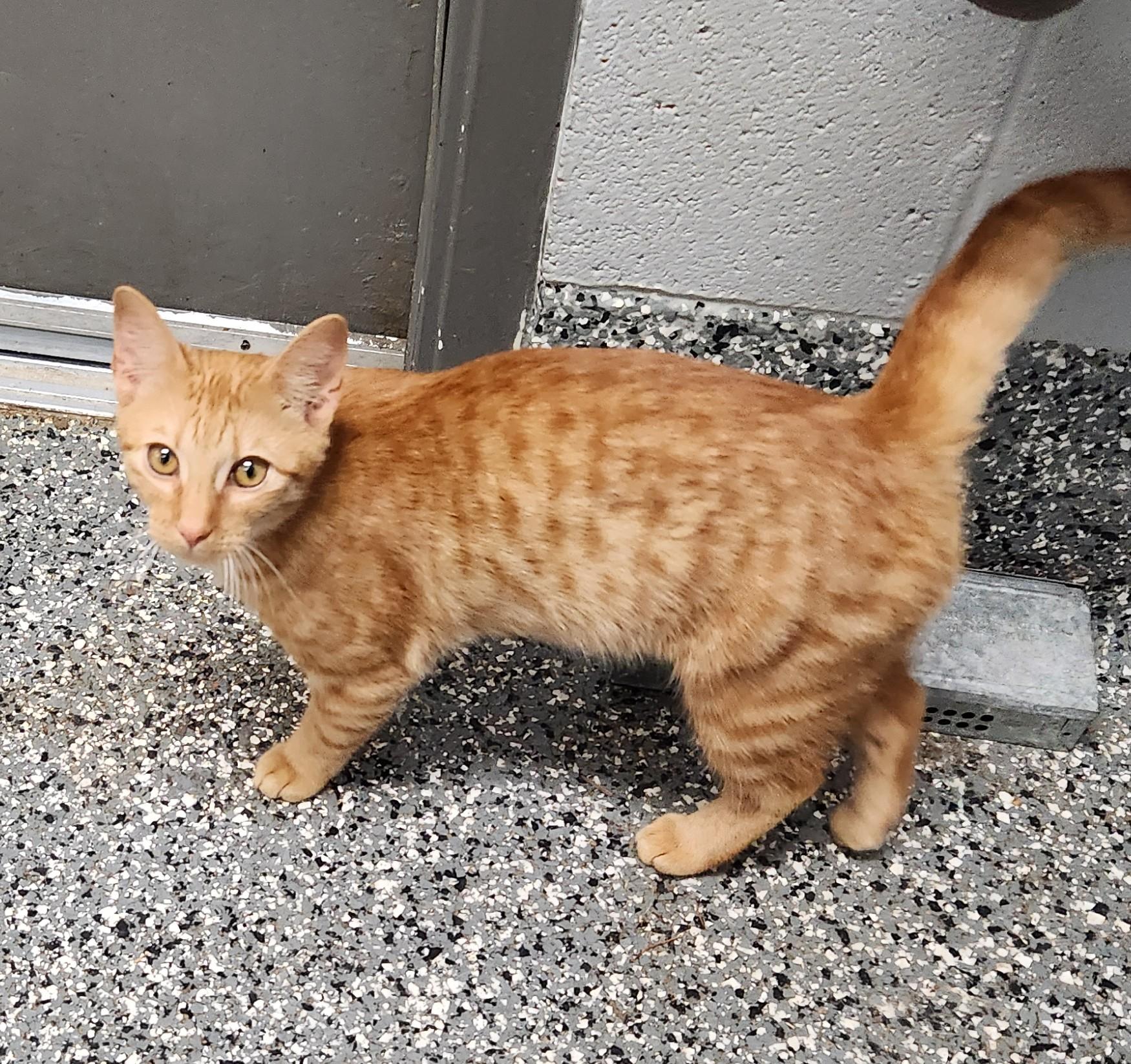 Enlarge Rambler, a ADOPTABLE mixed breed in Siloam Springs, AR image 2/3