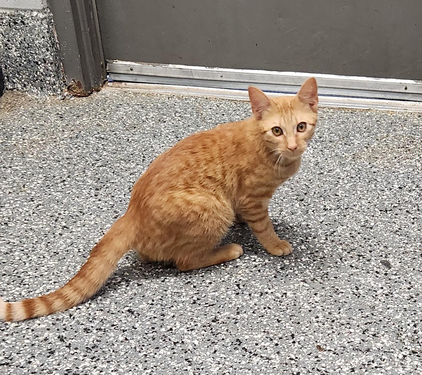 Enlarge Rambler, a ADOPTABLE mixed breed in Siloam Springs, AR image 3/3
