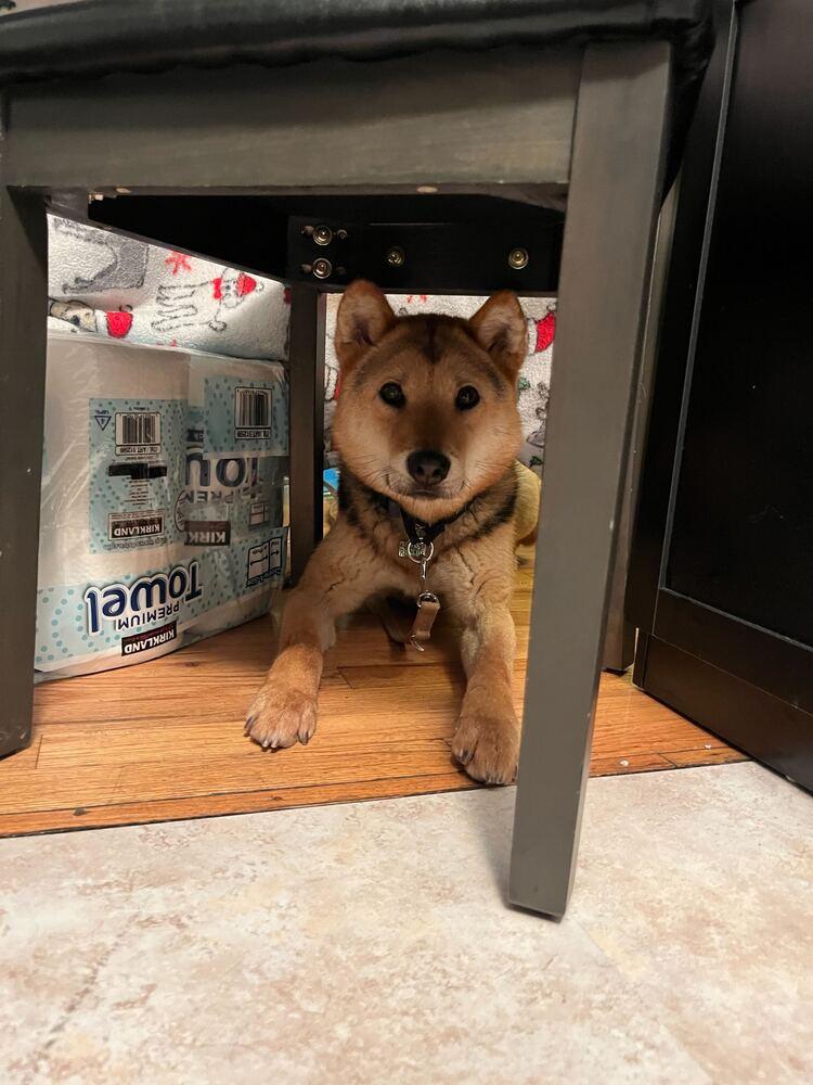 Enlarge Thor, a Adoptable Jindo in Long Island City, NY image 1/6