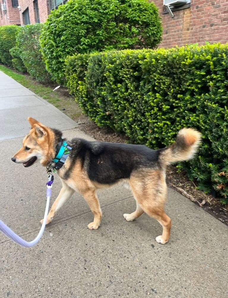 Enlarge Thor, a Adoptable Jindo in Long Island City, NY image 2/6