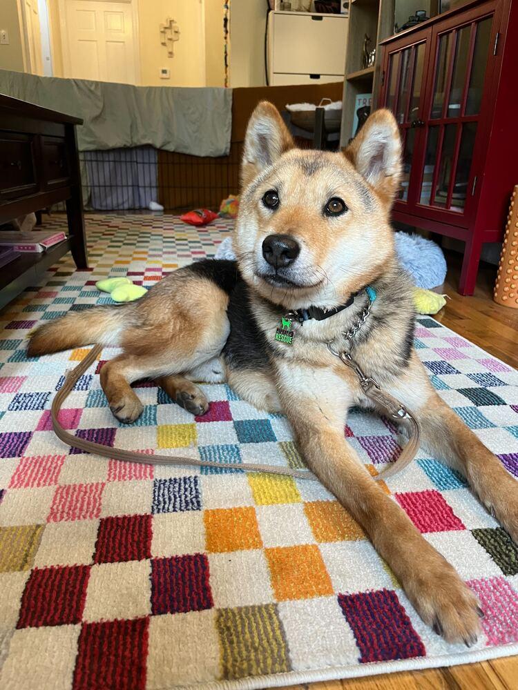 Enlarge Thor, a Adoptable Jindo in Long Island City, NY image 3/6