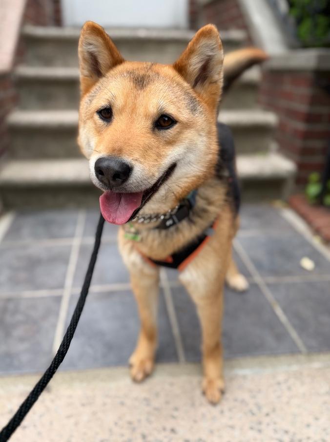 Enlarge Thor, a Adoptable Jindo in Long Island City, NY image 4/6