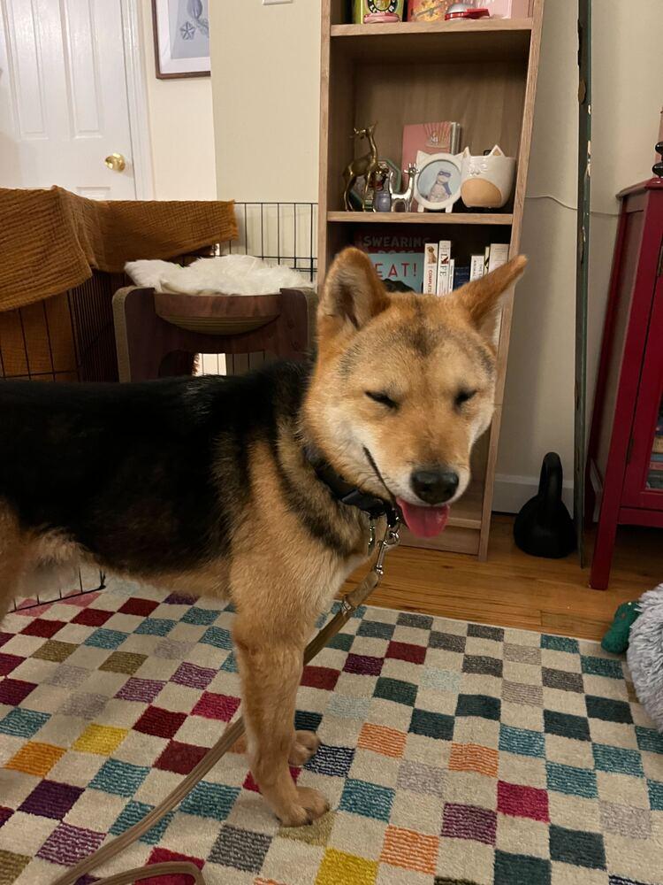 Enlarge Thor, a Adoptable Jindo in Long Island City, NY image 5/6
