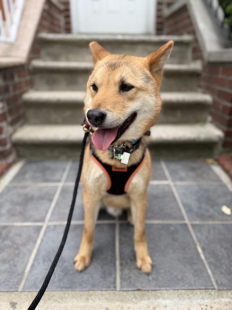 Enlarge Thor, a Adoptable Jindo in Long Island City, NY image 6/6