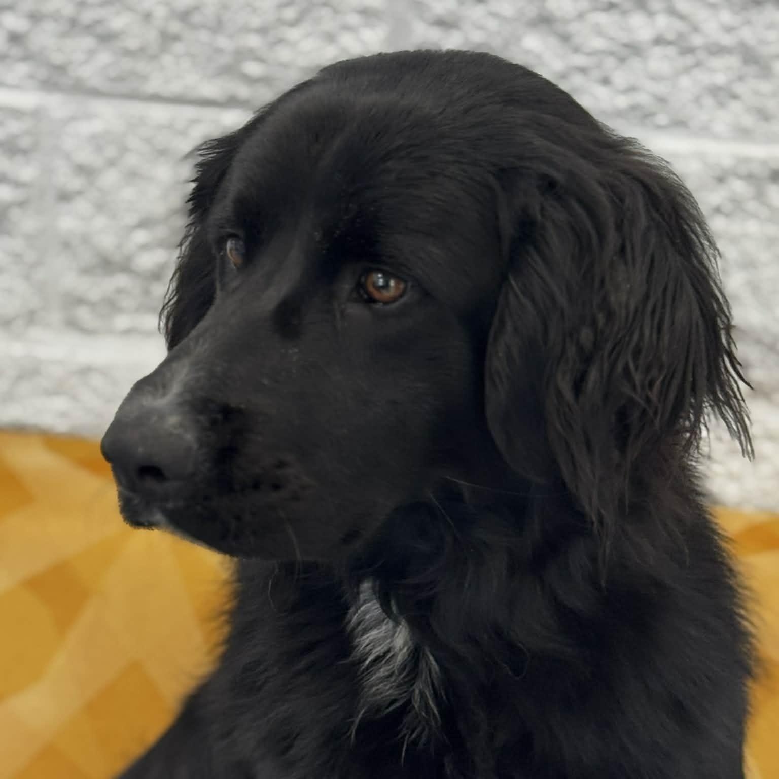 Enlarge Ebony, an adopted mixed breed in Danbury, CT image 4/4