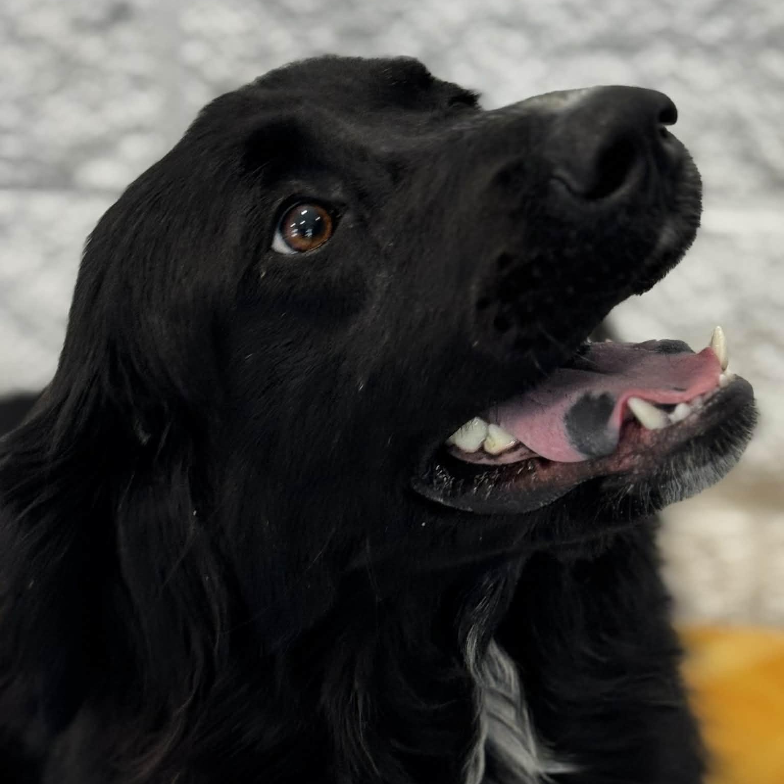 Enlarge Ebony, an adopted mixed breed in Danbury, CT image 2/4