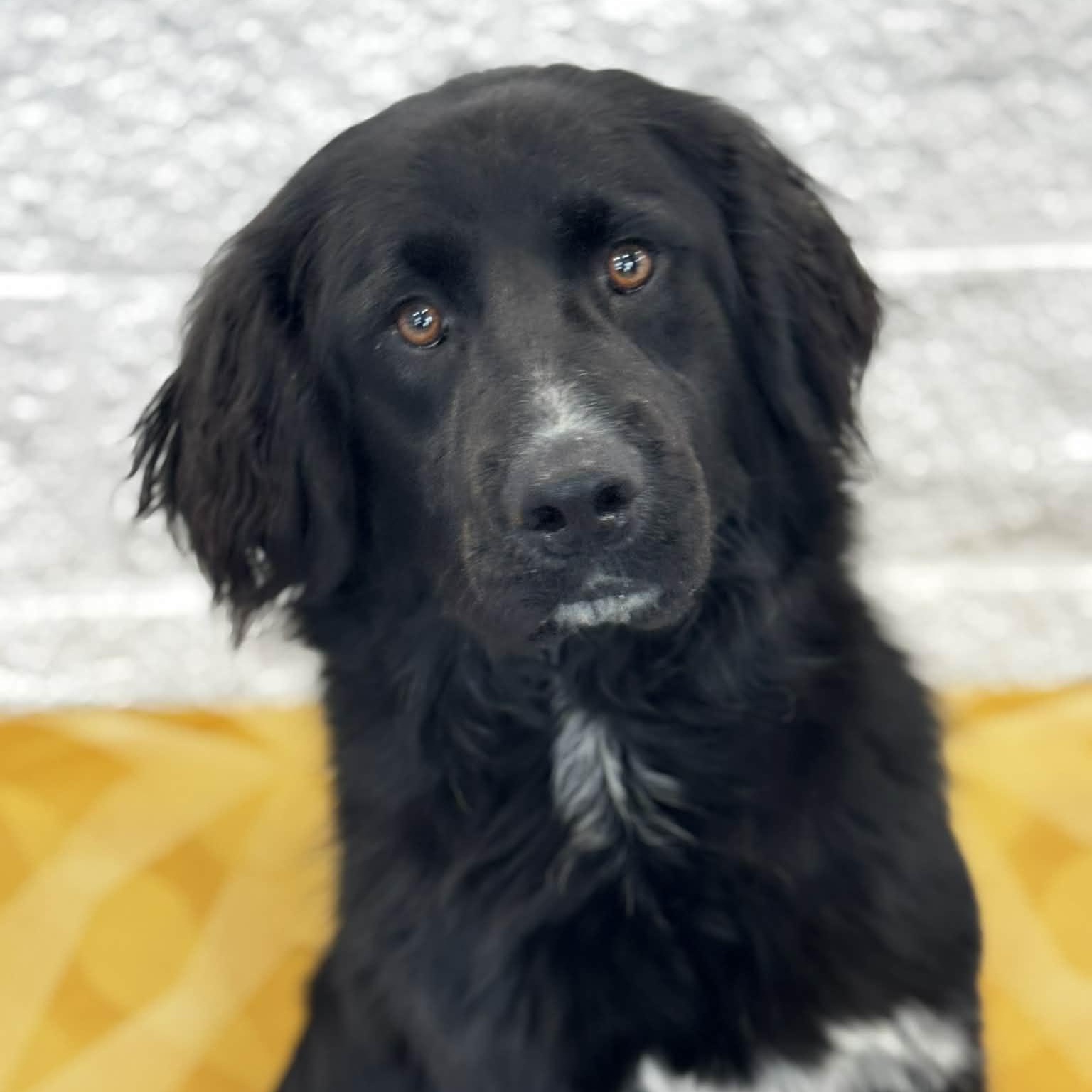 Ebony, adopted, Young Female Flat-Coated Retriever.