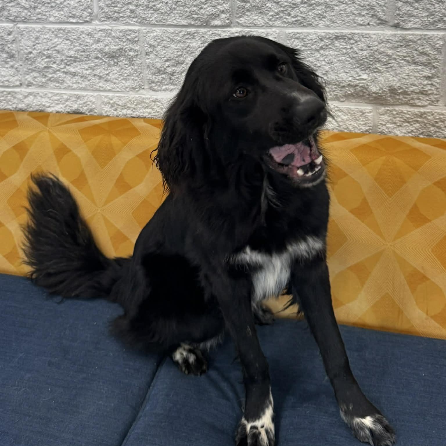 Enlarge Ebony, an adopted mixed breed in Danbury, CT image 3/4