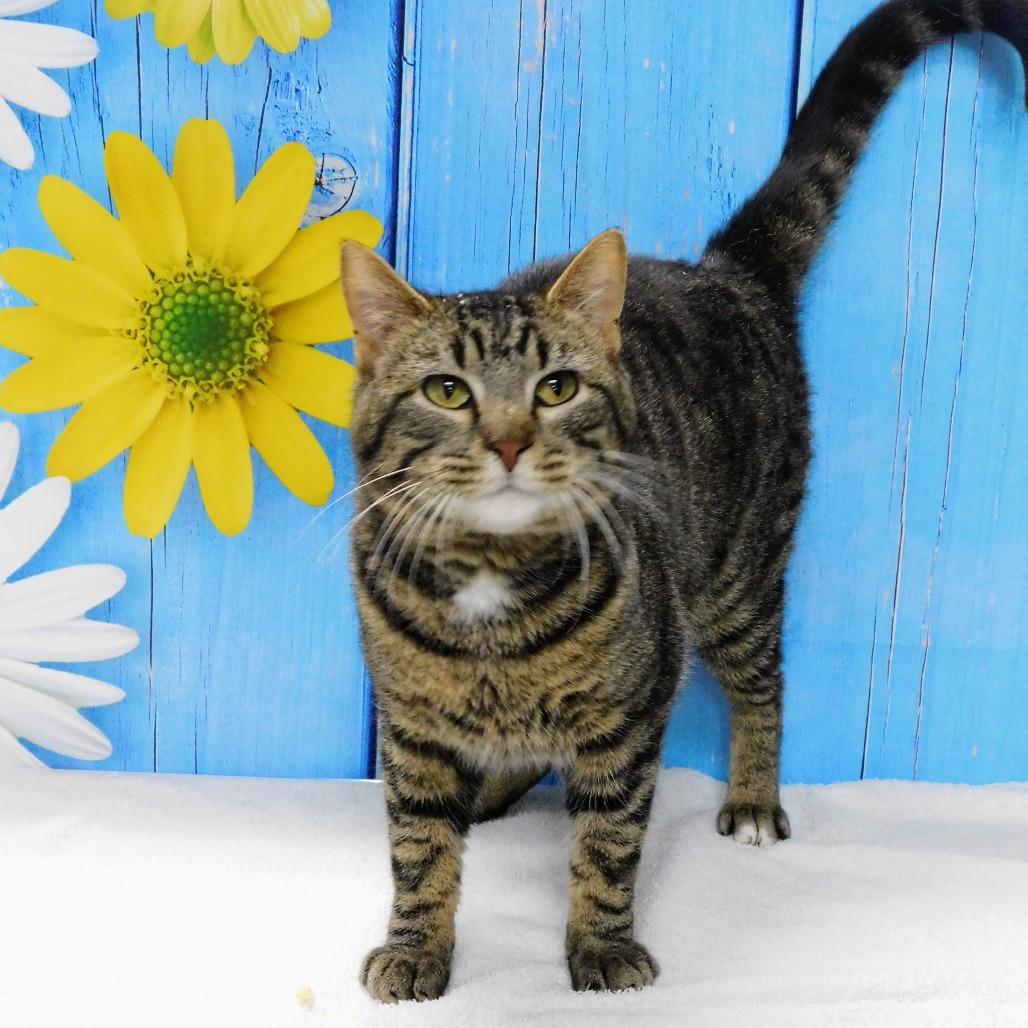 Enlarge Howie, a Adoptable Domestic Short Hair in Peoria, IL image 1/6