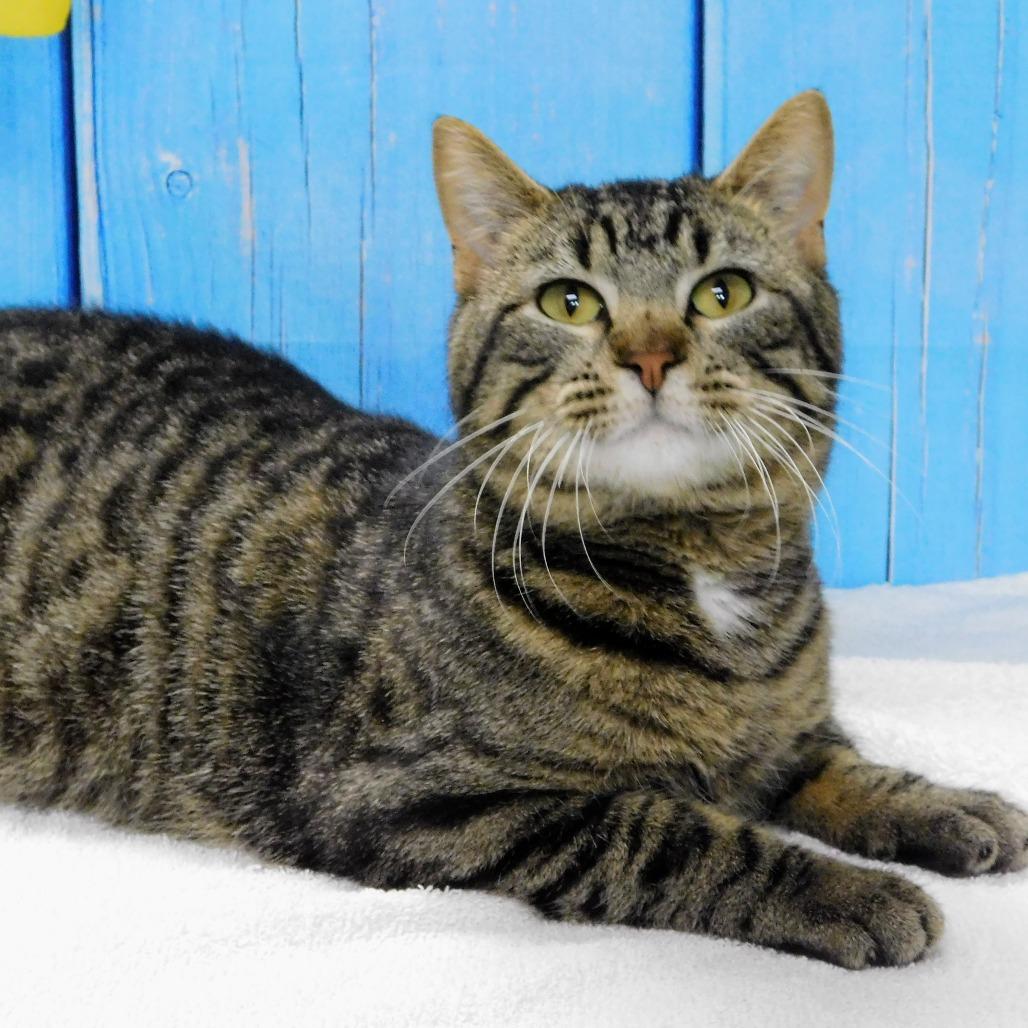 Enlarge Howie, a Adoptable Domestic Short Hair in Peoria, IL image 2/6