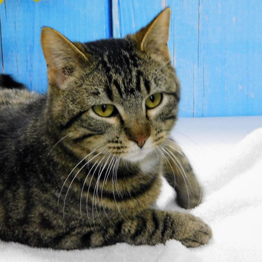 Enlarge Howie, a Adoptable Domestic Short Hair in Peoria, IL image 3/6