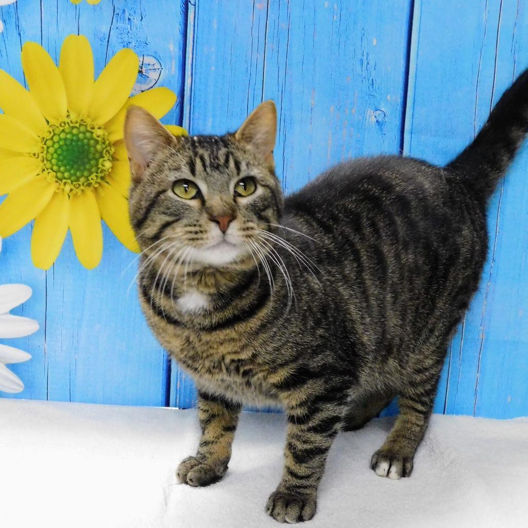 Enlarge Howie, a Adoptable Domestic Short Hair in Peoria, IL image 4/6