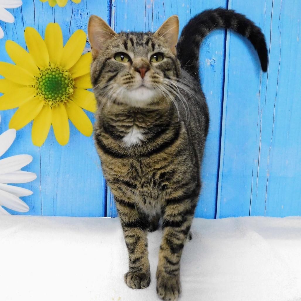 Enlarge Howie, a Adoptable Domestic Short Hair in Peoria, IL image 5/6