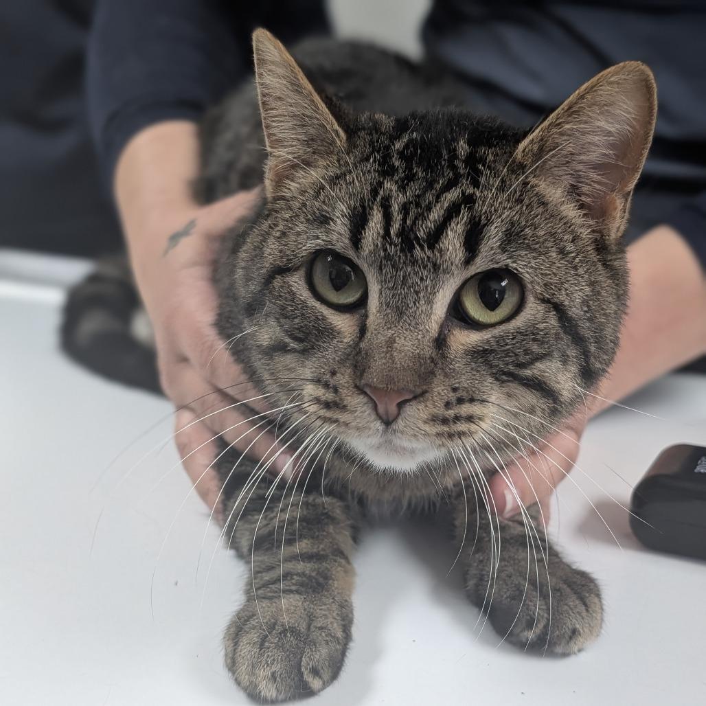 Enlarge Howie, a Adoptable Domestic Short Hair in Peoria, IL image 6/6