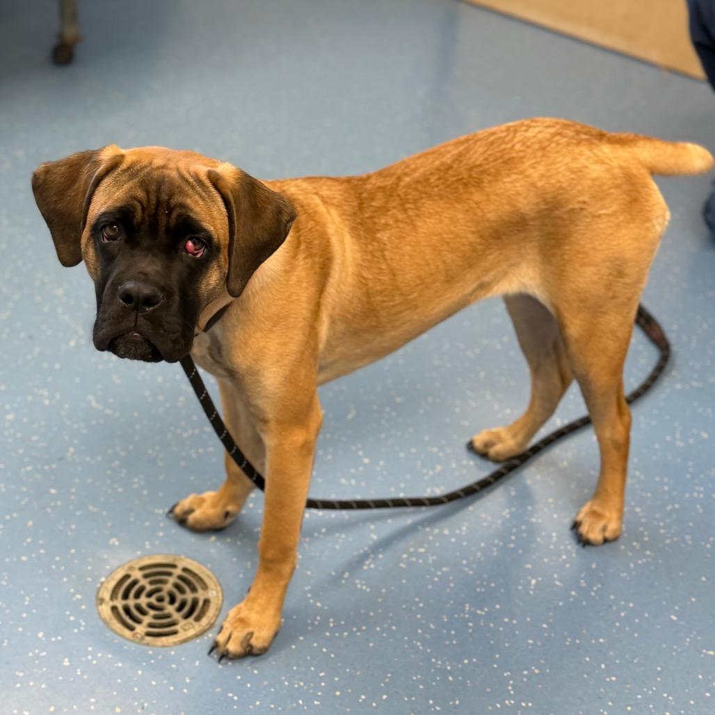 Kona, Adoptable, Puppy Female Cane Corso.