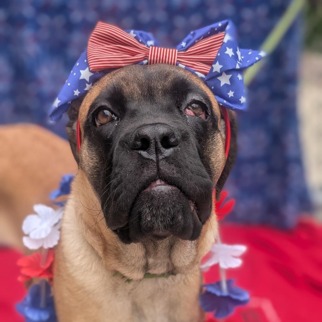 Kona, a Adoptable Cane Corso in Watertown, NY image 2/3