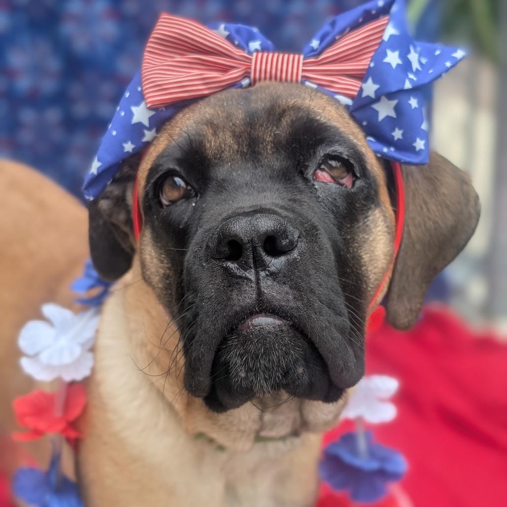 Kona, a Adoptable Cane Corso in Watertown, NY image 3/3