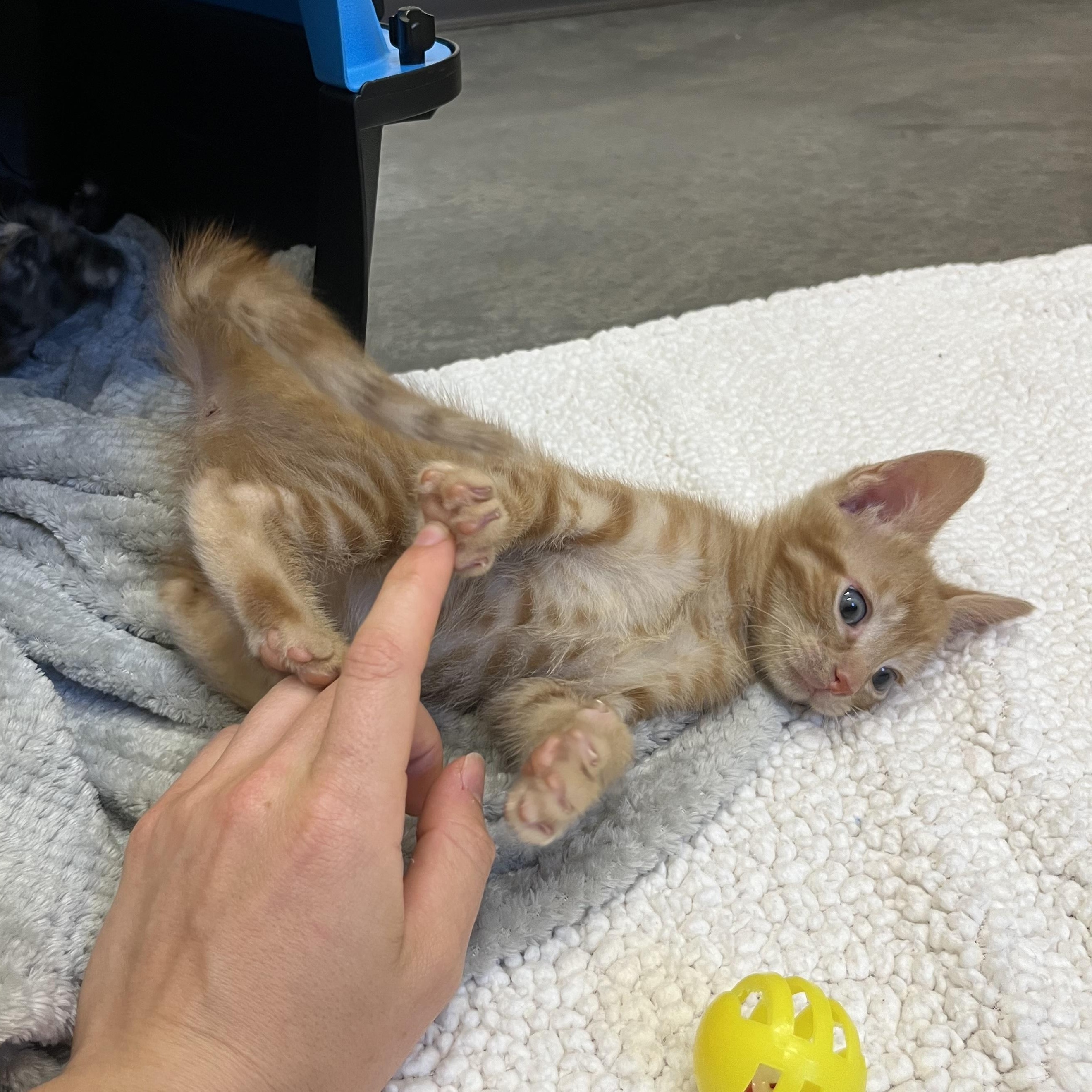 Enlarge Bench Press, an adopted Domestic Short Hair in Salisbury, NC image 3/4