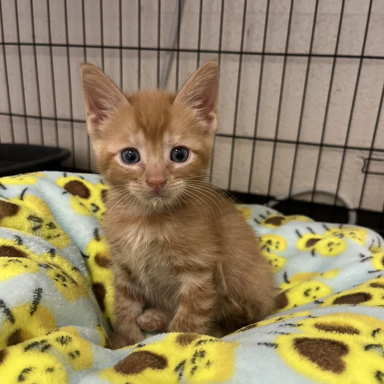 Bench Press, adopted, Kitten Male Domestic Short Hair.