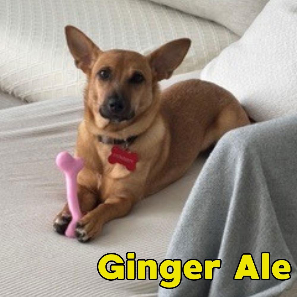 Ginger Ale, Adoptable, Puppy Female Dachshund.