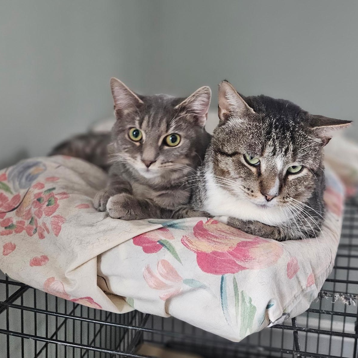 Enlarge Liam, a Adoptable Domestic Medium Hair in Wilmington, NC image 6/6