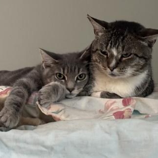 Liam, a Adoptable Domestic Medium Hair in Wilmington, NC image 2/5