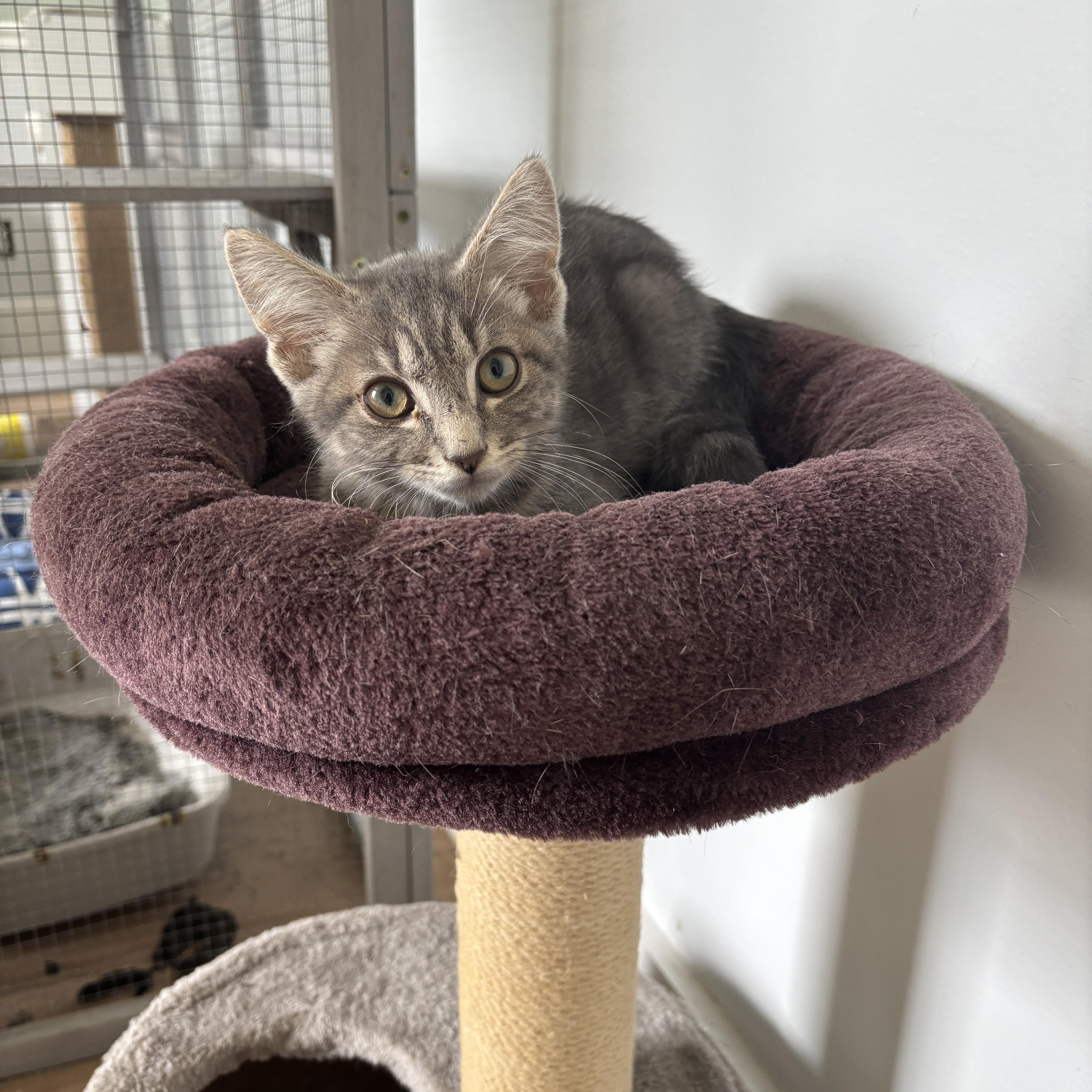 Liam, a Adoptable Domestic Medium Hair in Wilmington, NC image 4/5