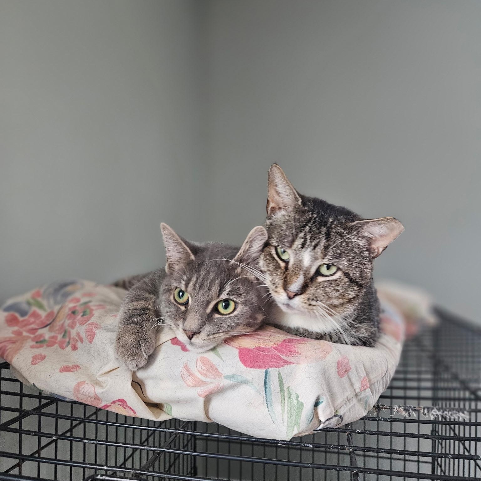 Liam, Adoptable, Kitten Male Domestic Medium Hair.