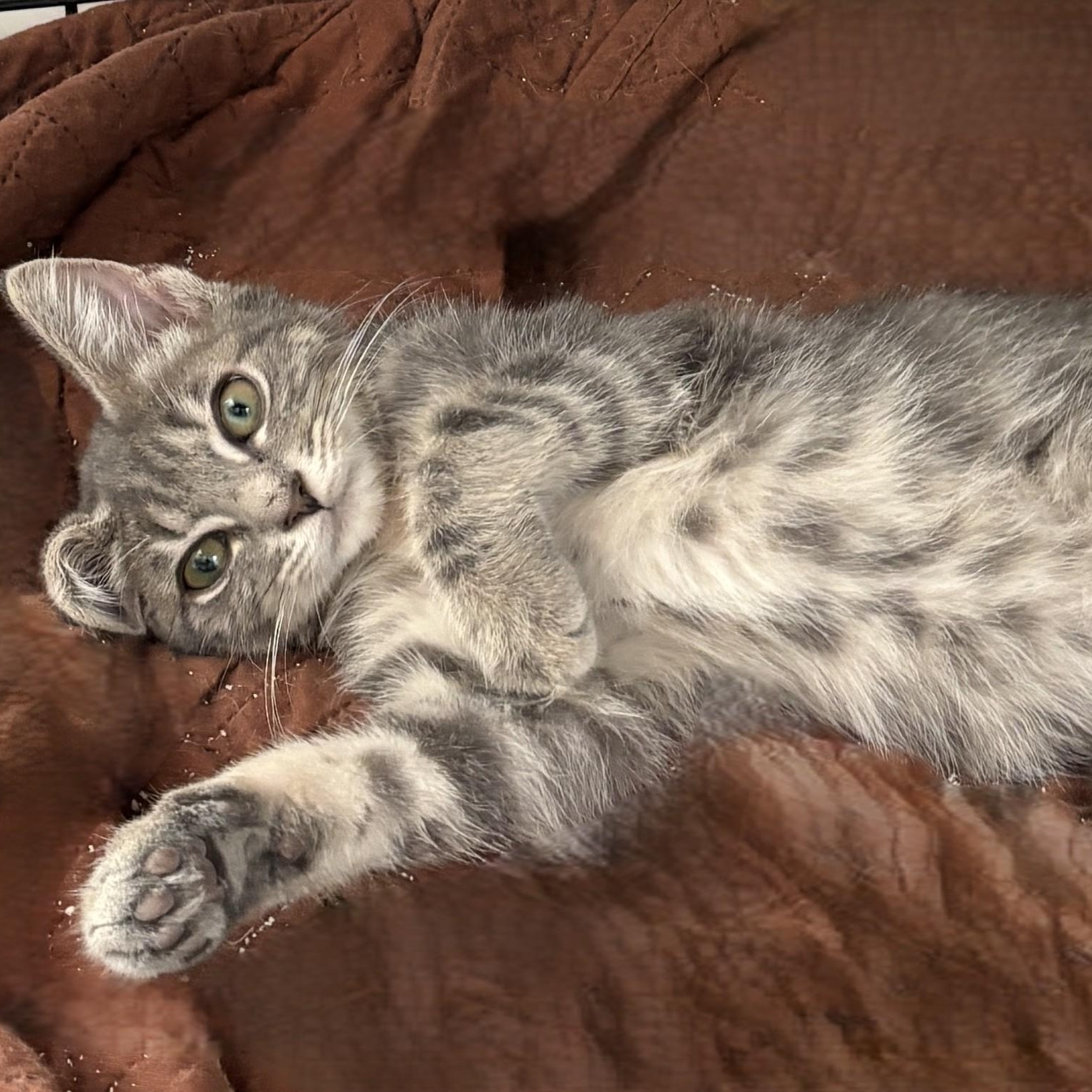 Liam, a Adoptable Domestic Medium Hair in Wilmington, NC image 3/5