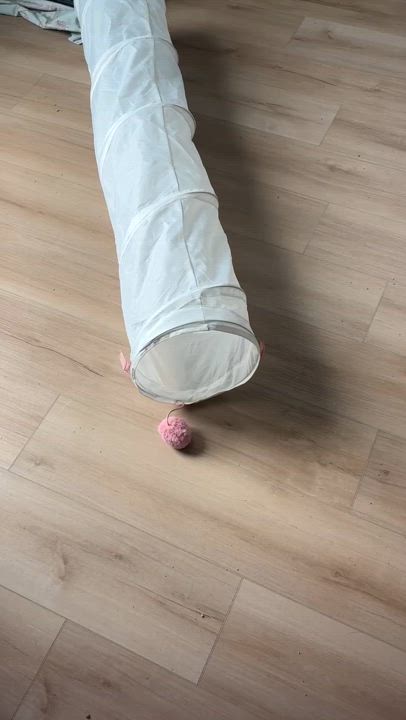 Enlarge Liam, a Adoptable Domestic Medium Hair in Wilmington, NC video 5/5