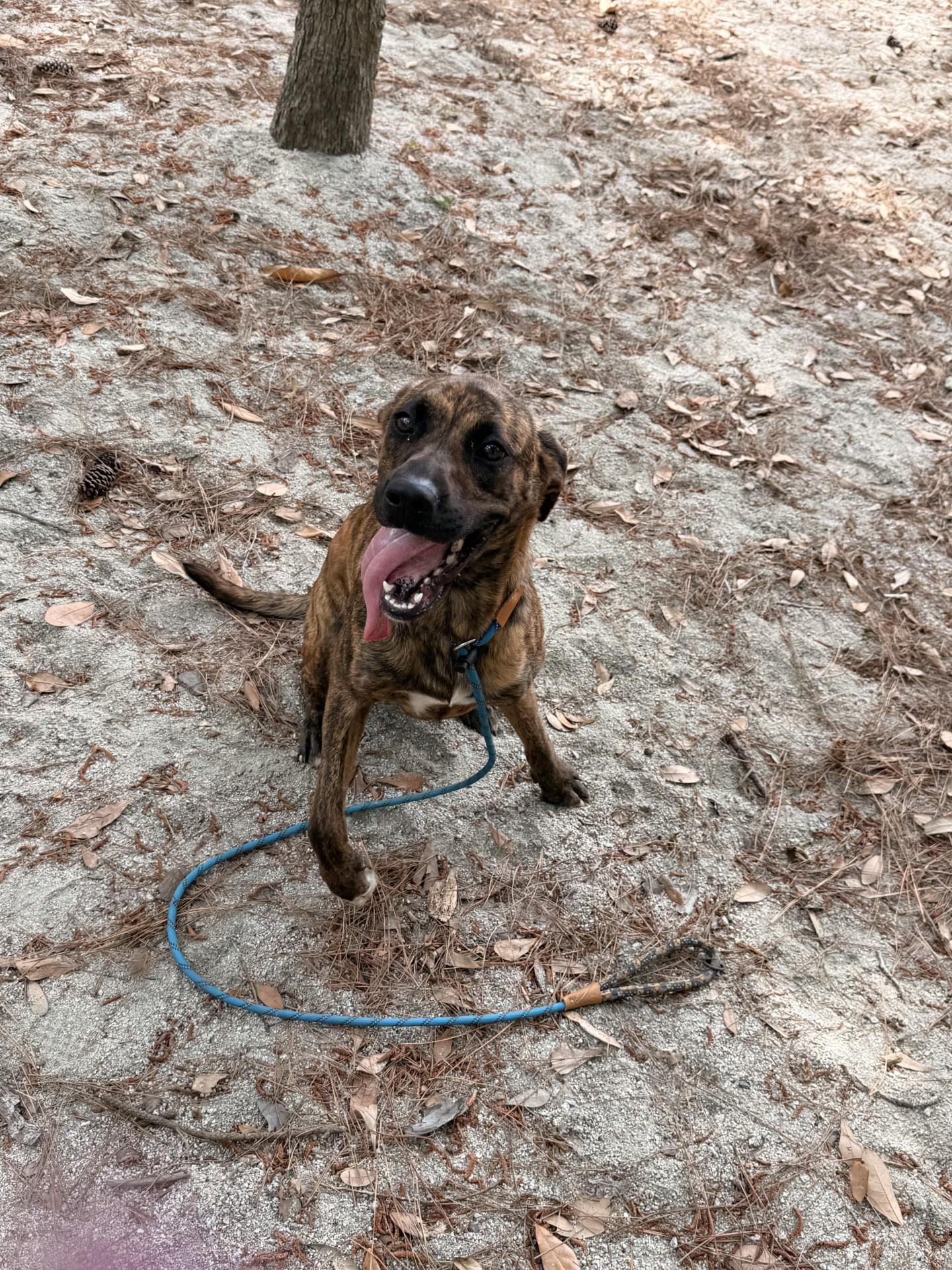 Zebra, a ADOPTABLE Mixed Breed in Georgetown, SC image 3/3