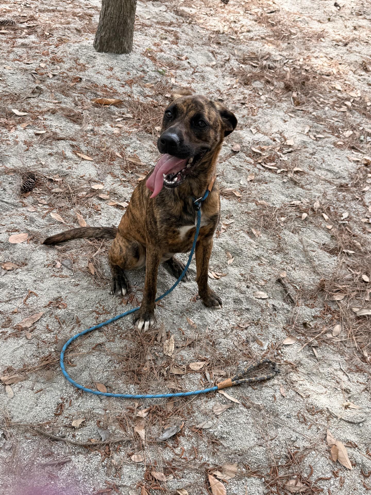 Zebra, ADOPTABLE, Young Female Mixed Breed.
