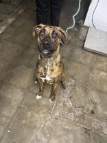 Zebra, ADOPTABLE, Young Female Mixed Breed.