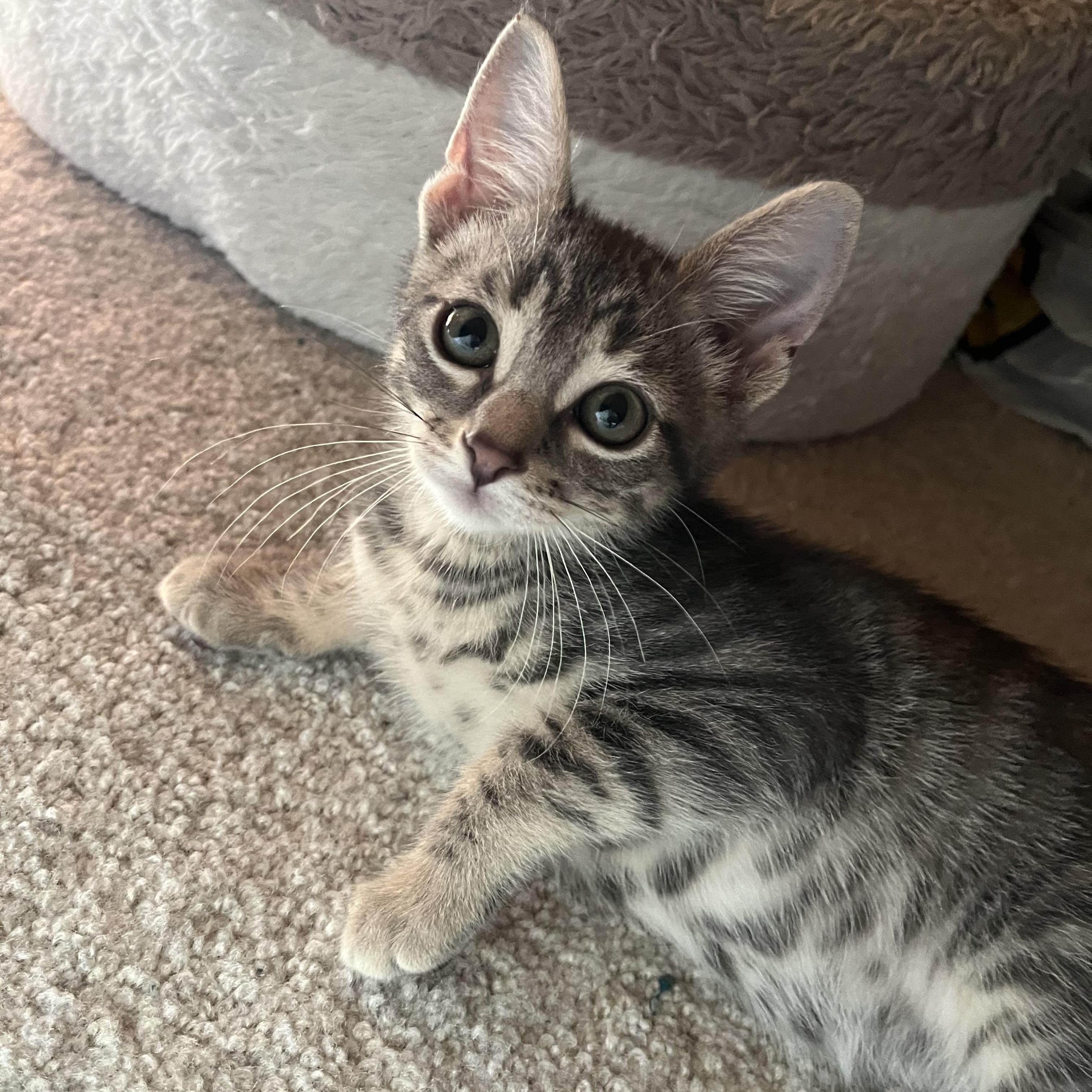 Enlarge Percy, a Adoptable Domestic Short Hair in Alexandria, VA image 5/6