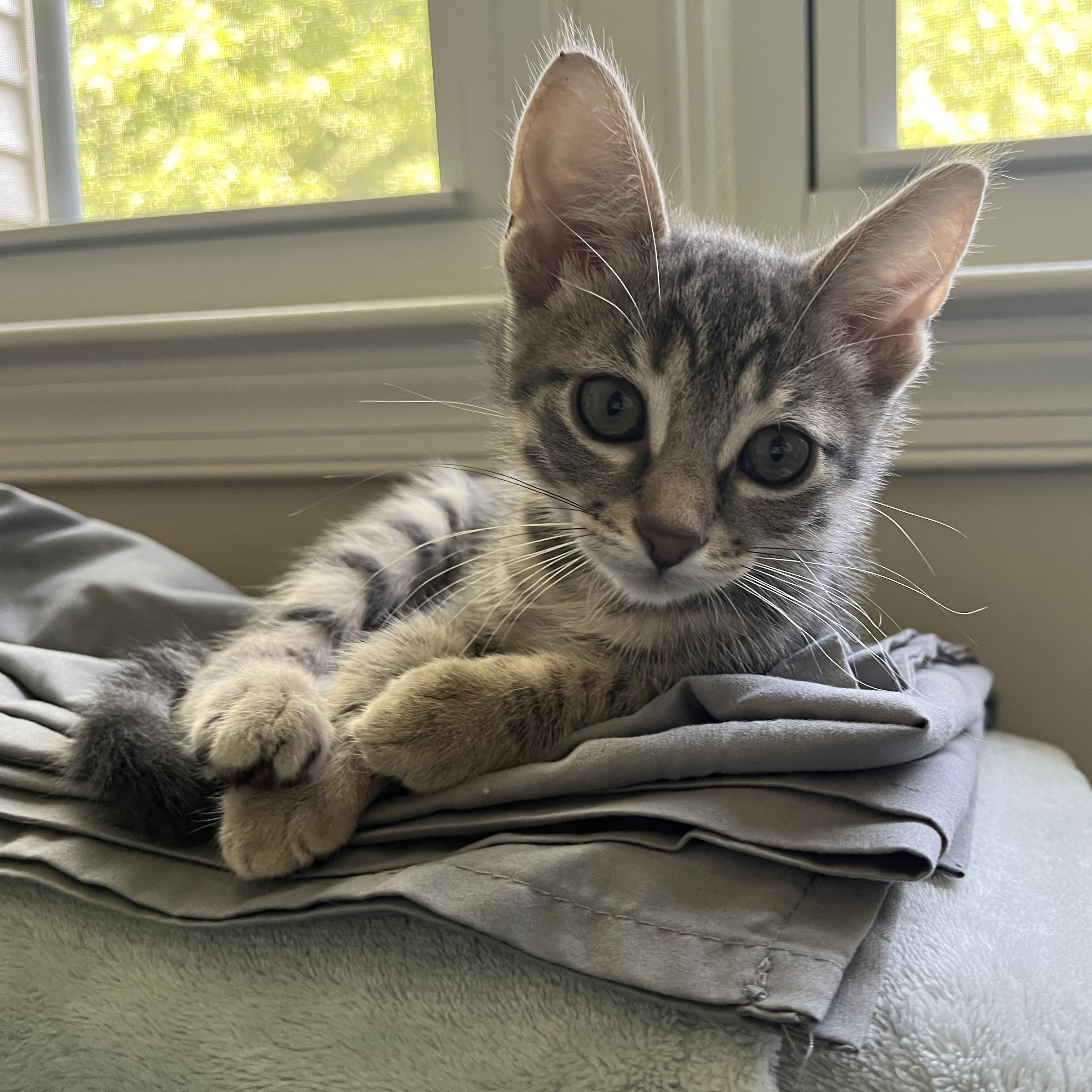 Enlarge Percy, a Adoptable Domestic Short Hair in Alexandria, VA image 4/6