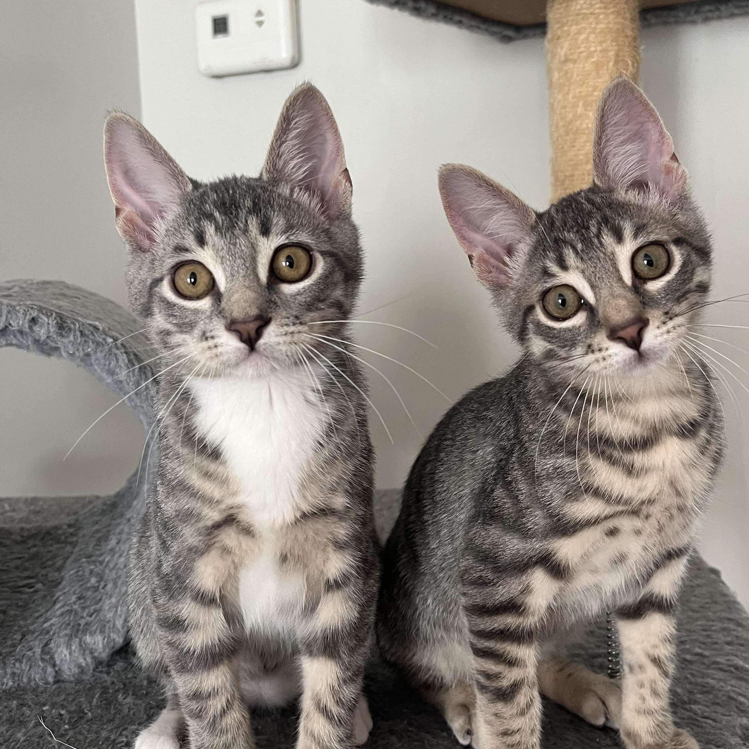 Enlarge Percy, a Adoptable Domestic Short Hair in Alexandria, VA image 2/6