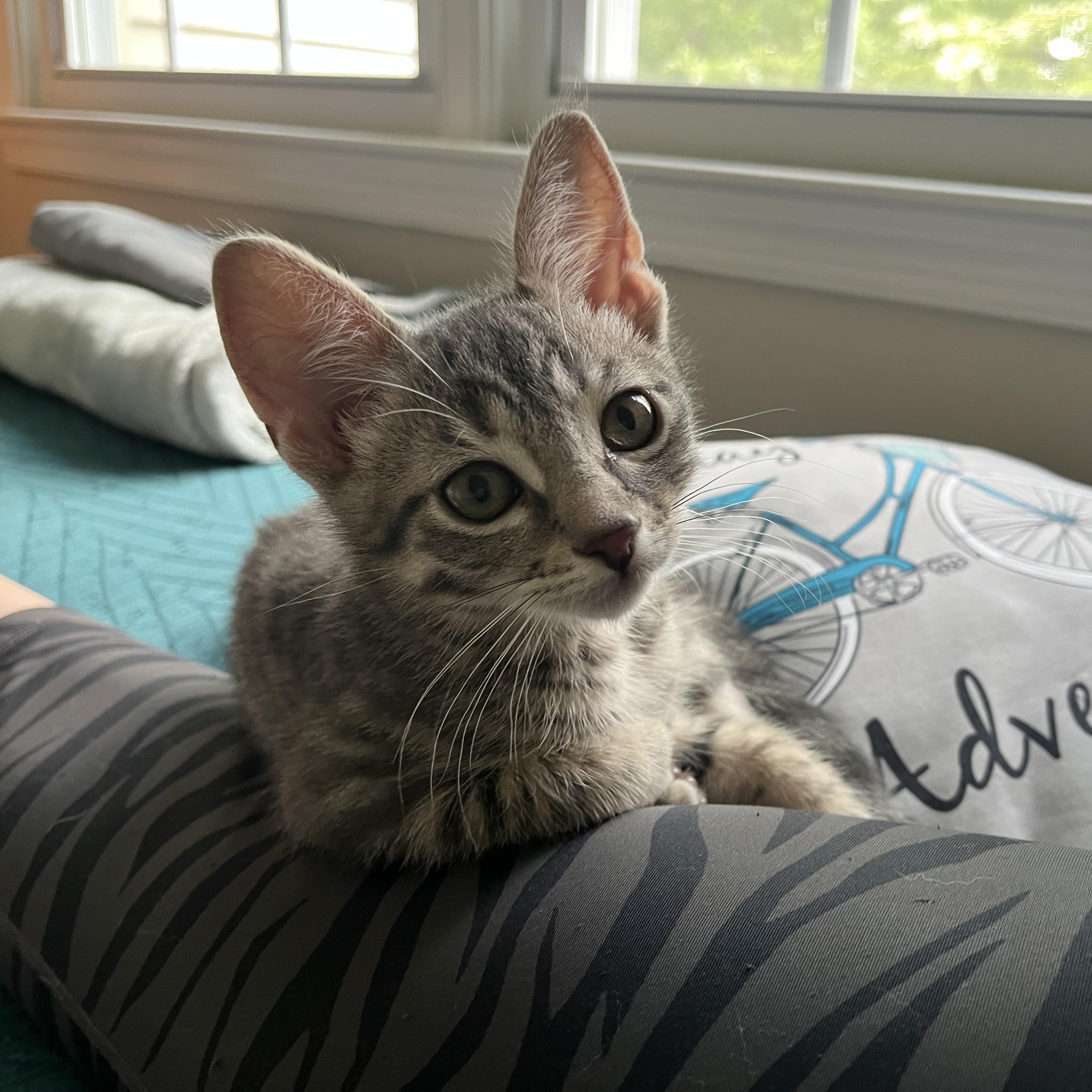 Enlarge Percy, a Adoptable Domestic Short Hair in Alexandria, VA image 6/6