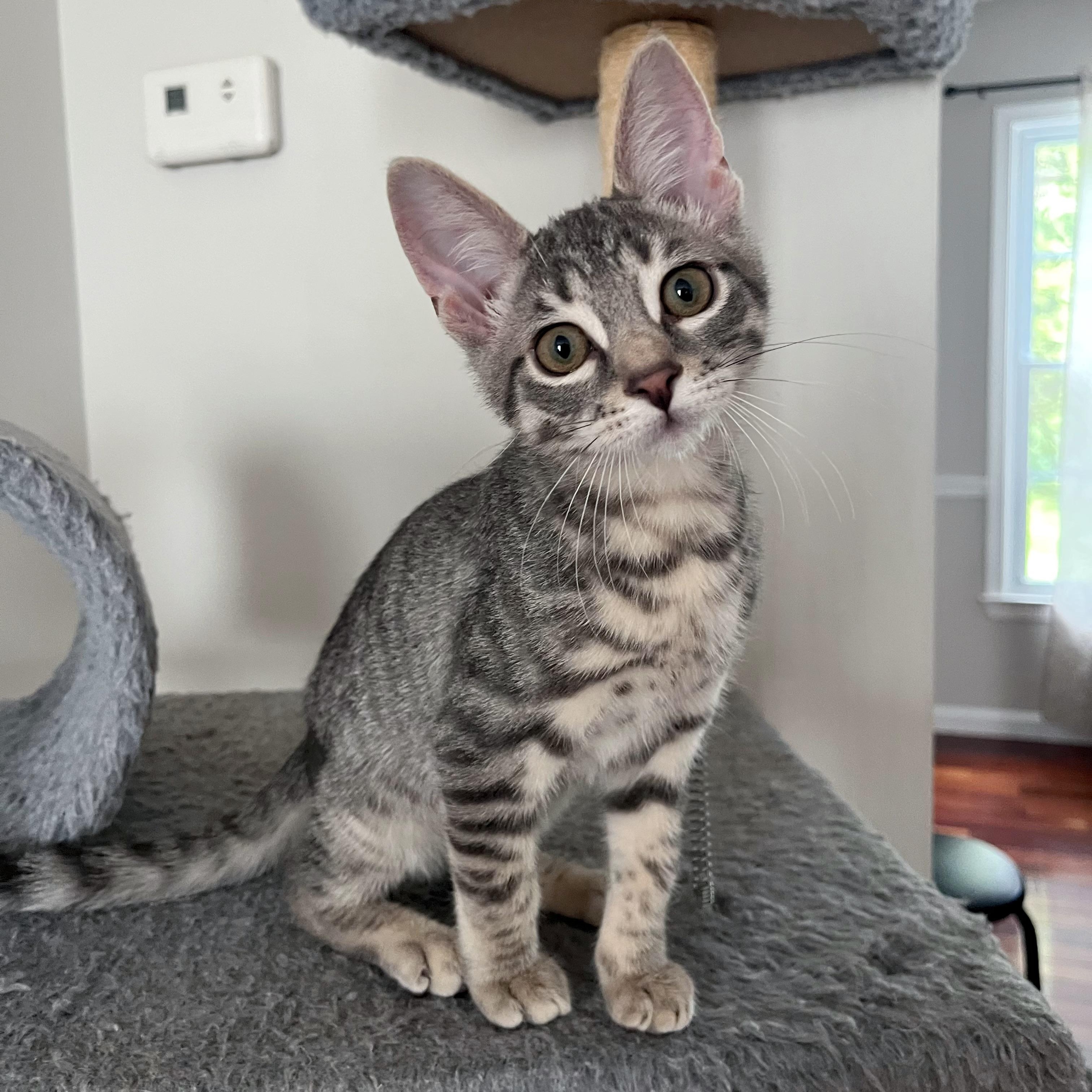 Percy, Adoptable, Kitten Male Domestic Short Hair.