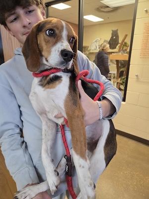 Bowie, ADOPTABLE, Young Male Beagle.