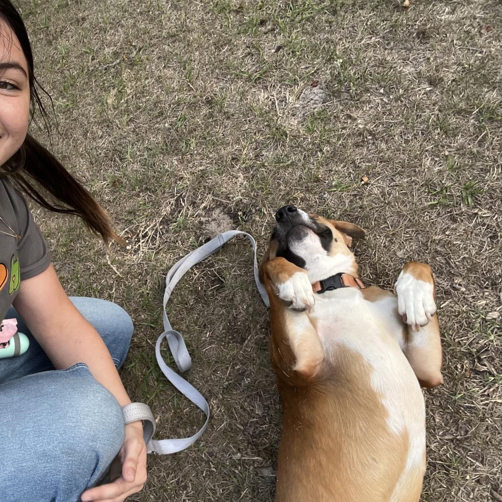 Enlarge Masha, a Adoptable Mixed Breed in Jacksonville, FL image 1/6